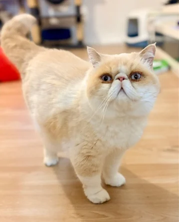 Chat crème à domicile