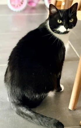 Chat noir et blanc