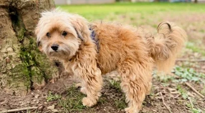 Petit chien beige dehors