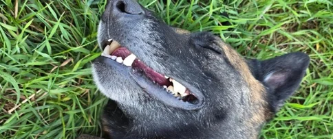 Chien heureux dans l'herbe